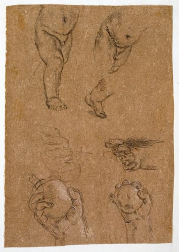 STUDI DI CORPI E DI MANI DI PUTTI