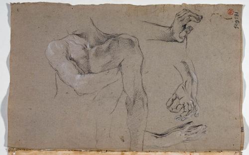 STUDIO DI BUSTO MASCHILE NUDO; STUDI DI MANI