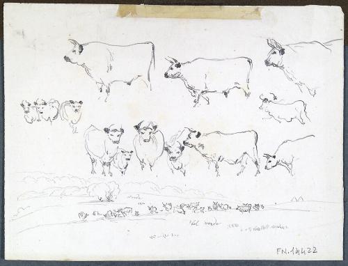 Tori e mucche / tori e mucche al pascolo