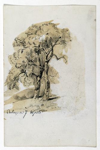 Alberi