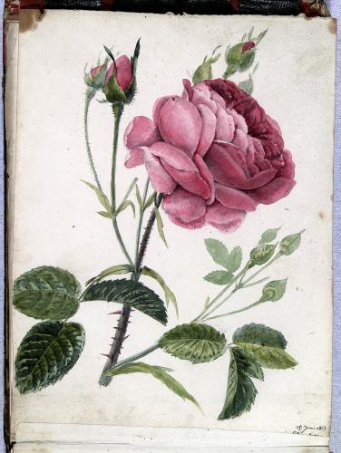 Rosa