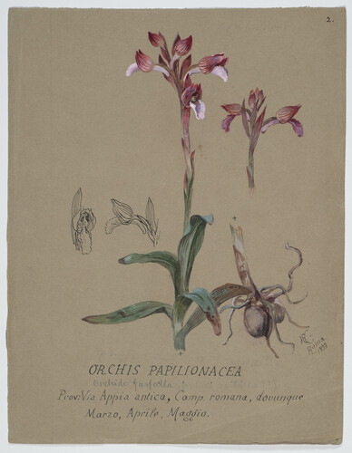 ORCHIDEA