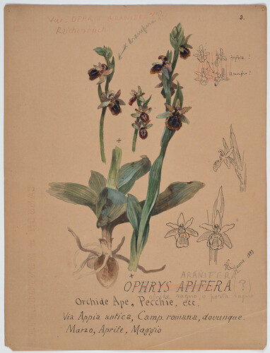 ORCHIDEE