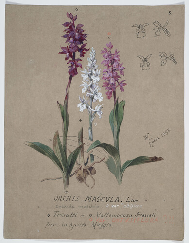 ORCHIDEA