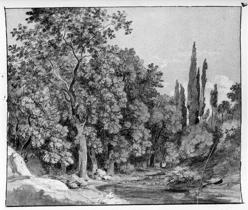 ALBERI A VILLA CONTI A FRASCATI