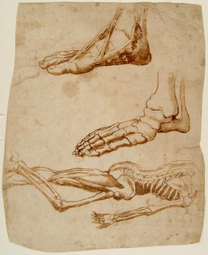 STUDI ANATOMICI