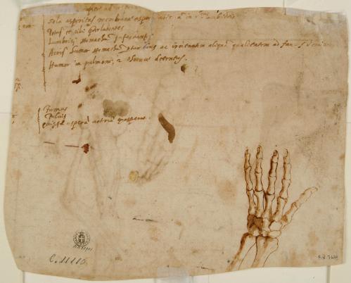 STUDIO ANATOMICO DI UNA MANO