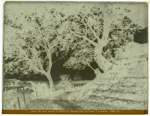 Roma - Convento di S. Onofrio sul monte Gianicolo - La Quercia di Torquato Tasso (XVI Secolo).