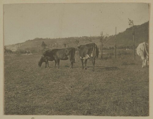 Bovini al pascolo