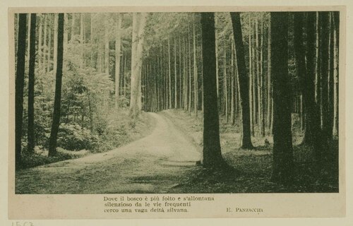 Sentiero nel bosco