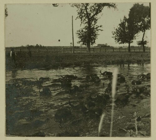 Bufali in un canale della Palude Pontina