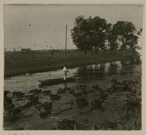 Sandalaro e bufali in un canale della Palude Pontina
