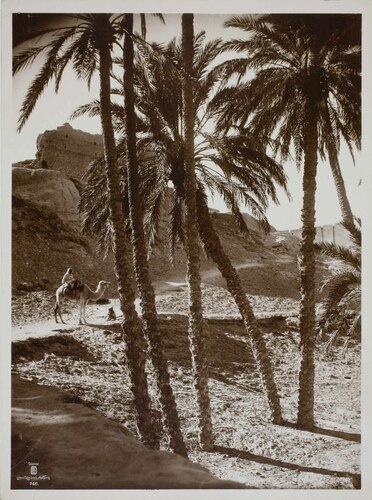 Un'oasi nel deserto tunisino