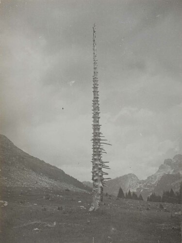 Un albero spoglio in un paesaggio alpino