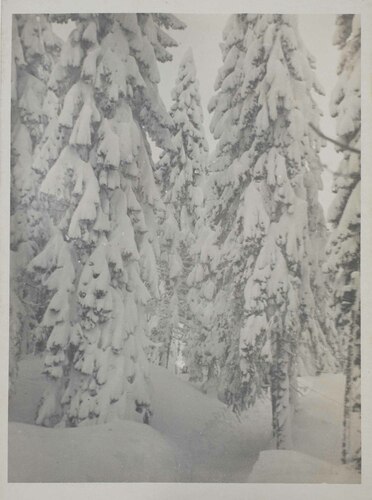 Paesaggio invernale con pini coperti di neve