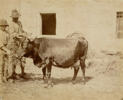 Contadini che danno il fieno ad una mucca