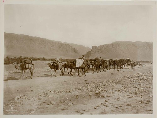 Carovana di dromedari da trasporto nel deserto