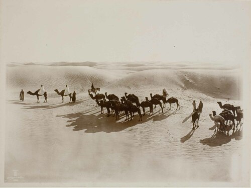 Un gruppo di dromedari nel deserto