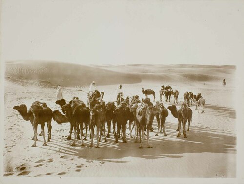 Un gruppo di dromedari nel deserto