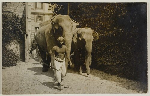 Alcuni elefanti in citt� con il loro custode indiano
