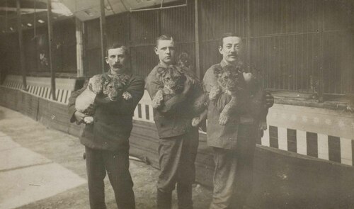 Tre uomini esibiscono i  cuccioli di leone in uno Zoo