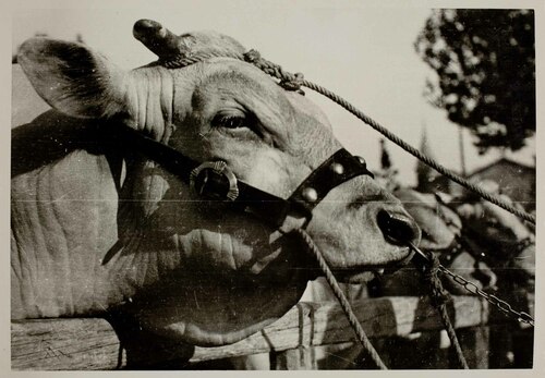 Toro di razza Modenese di piano