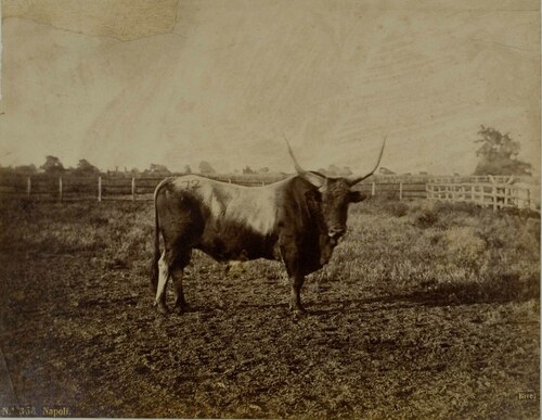 Toro al recinto