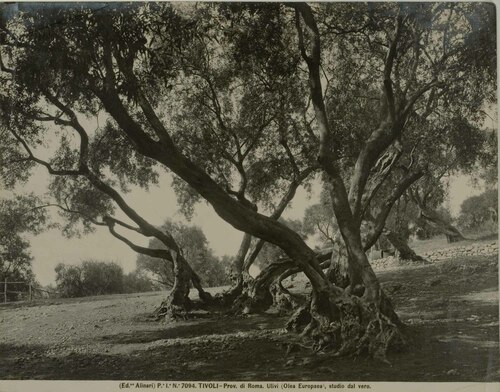 TIVOLI - Prov. di Roma. Ulivi (Olea Europaea), studio dal vero.