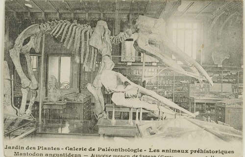 Jardin des Plantes. Galerie de Pal�onthologie. Les animaux pr�historiques (...)