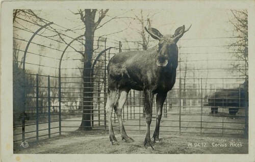 Cervus Alces