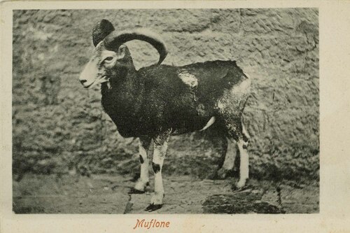 Muflone