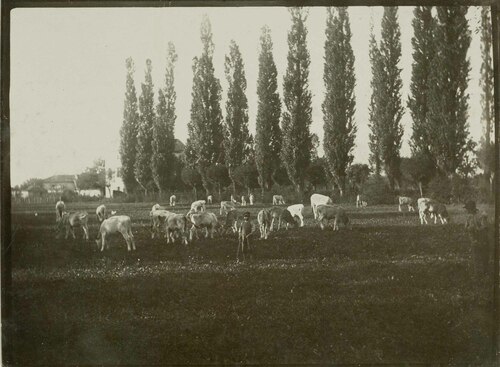 Pastorello con bovini al pascolo