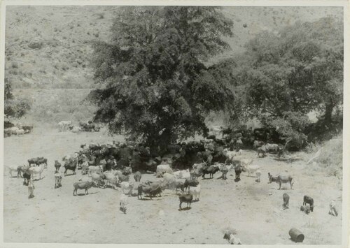 Scena biblica. Zootecnia etiopica. Tigrai 1936