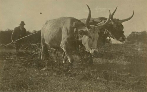 Un contadino e due buoi arano il campo