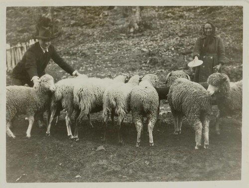 Pecore pugliesi a destra; garfagnine a sinistra (...)