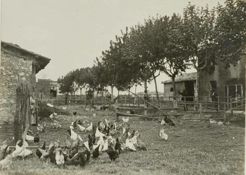 Allevamento di galline nella palude