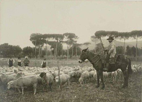 Una mandria di pecore