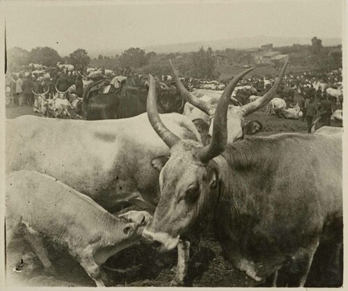 Una fiera di bovini