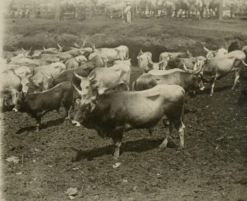 Una fiera di bovini