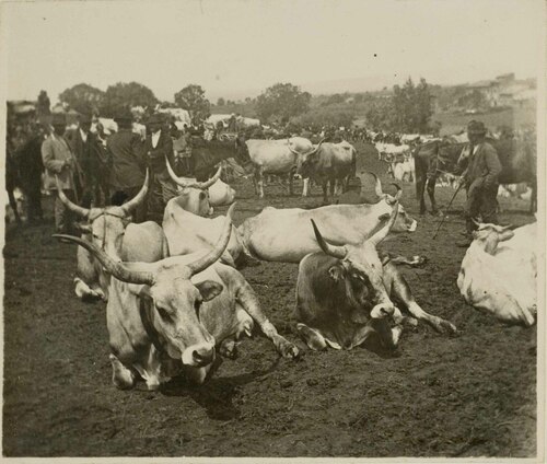 Una fiera di bovini