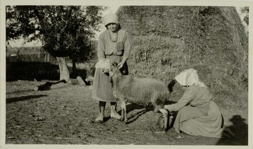 Due donne mungono una pecora