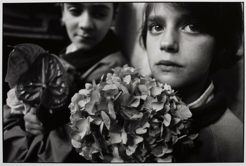 Trapani, 1992. Domenica di Pasqua. Le ortensie.